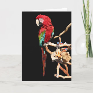 Tarjeta roja de Macaw para cualquier ocasión