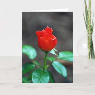 Tarjeta roja de saludo en blanco dentro