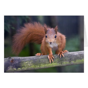 Tarjeta roja del bebé