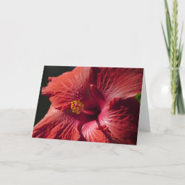 Tarjeta roja del hibisco