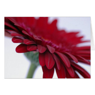 Tarjeta roja del terciopelo