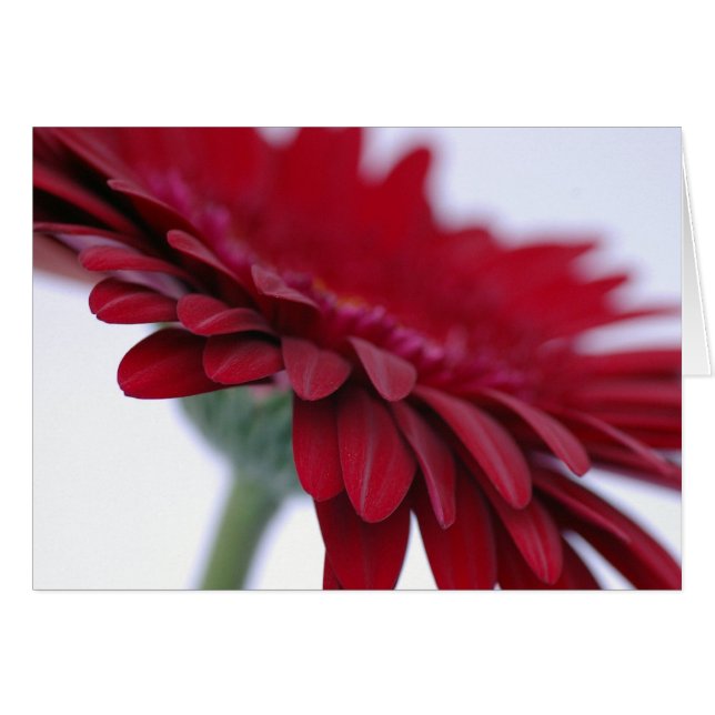 Tarjeta roja del terciopelo (Anverso (Horizontal))