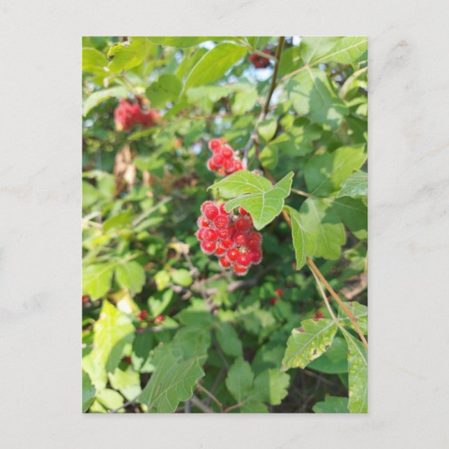Tarjeta roja en blanco de Berries (Anverso)