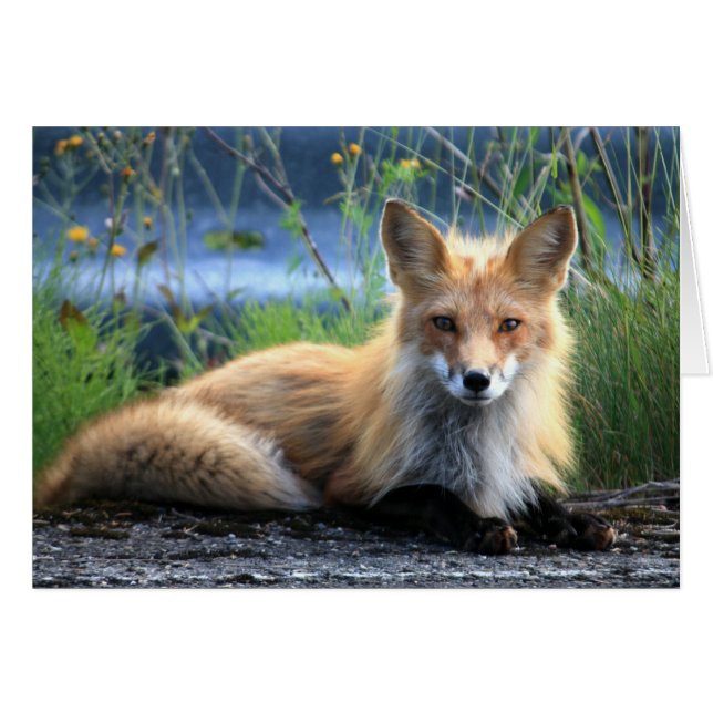 Tarjeta roja Fox Resting Blank (Anverso (Horizontal))