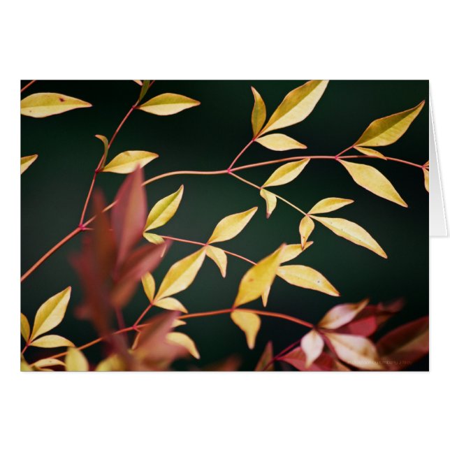 Tarjeta roja y dorada (Anverso (Horizontal))