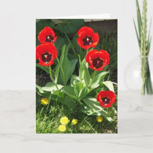 Tarjeta Rojo con los tulipanes negros, día de la sol