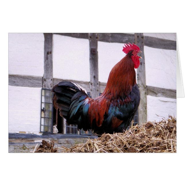 Tarjeta ROOSTER (Anverso (Horizontal))