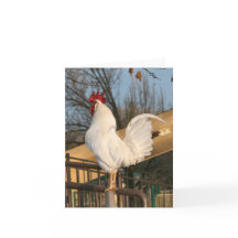 Tarjeta Rooster Blank