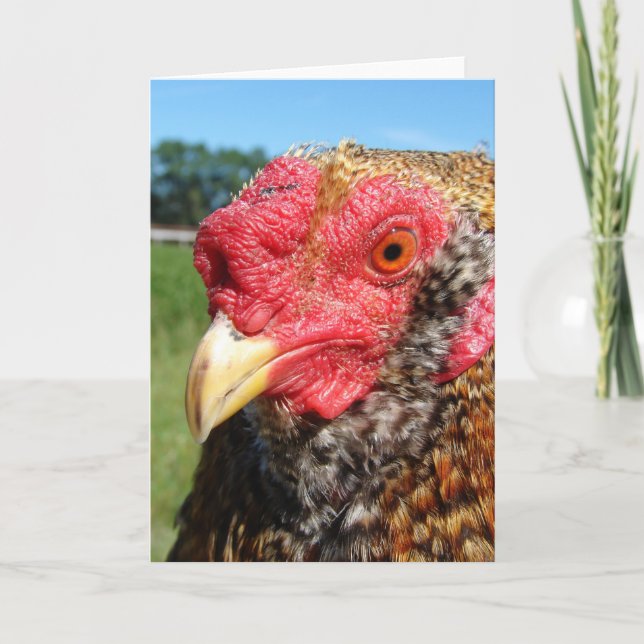 Tarjeta Rooster criollo (Anverso)
