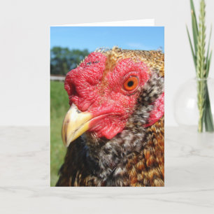 Tarjeta Rooster criollo