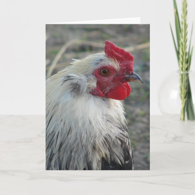 Tarjeta Rooster de Araucana (Anverso)