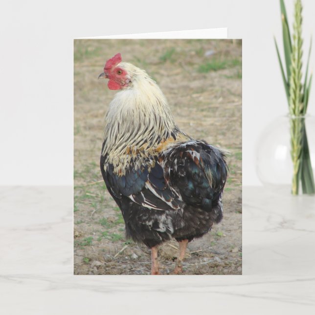 Tarjeta Rooster de Araucana (Anverso)