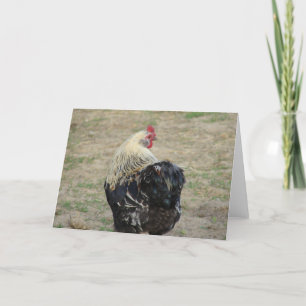 Tarjeta Rooster de Araucana
