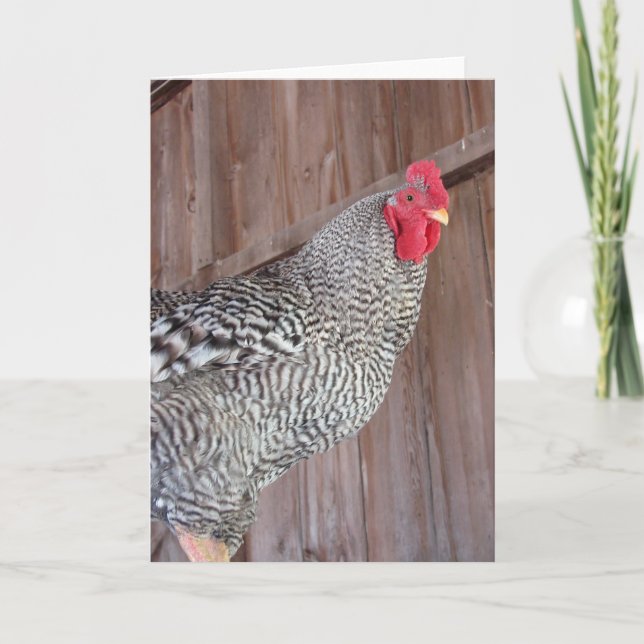 Tarjeta Rooster de Rock Barred (Anverso)