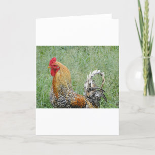 Tarjeta Roosters