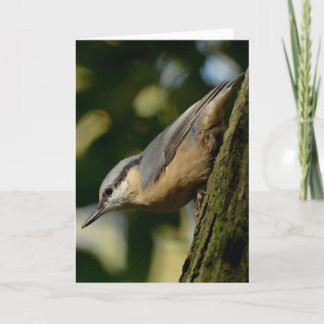 Tarjeta Ropa de paja en una carta de árbol