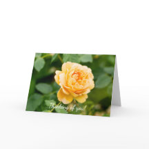 Rosa Amarilla naranja Pensando En Ti