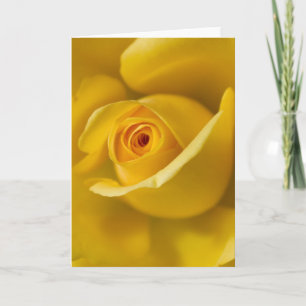 Tarjeta Rosa amarillo macro