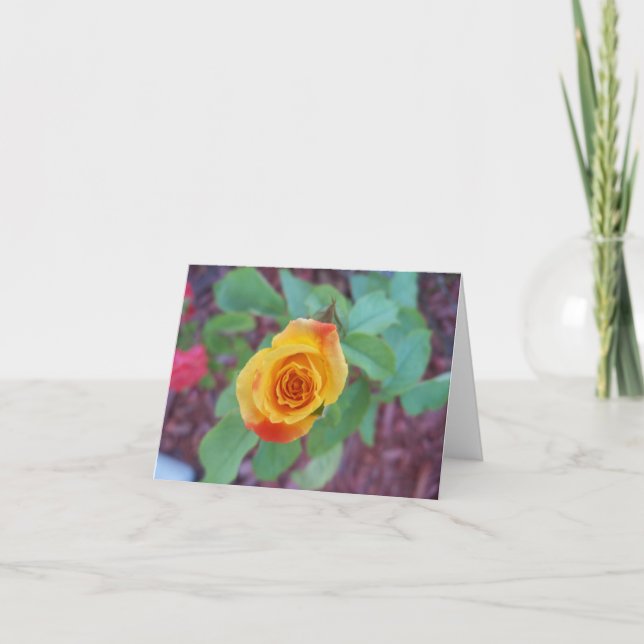 Tarjeta rosa amarillo naranja con rocío matutino (Anverso)