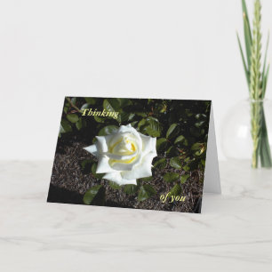 Tarjeta Rosa amarillo pálido:  Pensando en ti