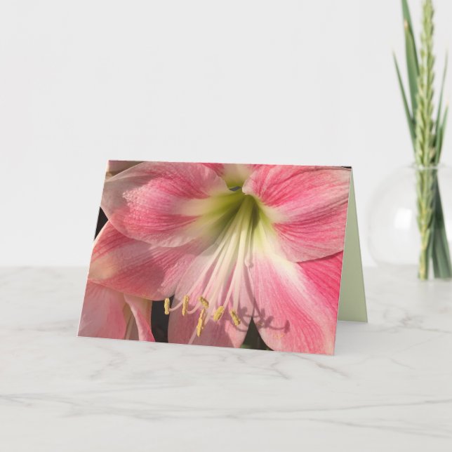 Tarjeta rosa Amaryllis (Anverso)