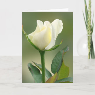 Tarjeta rosa blanca