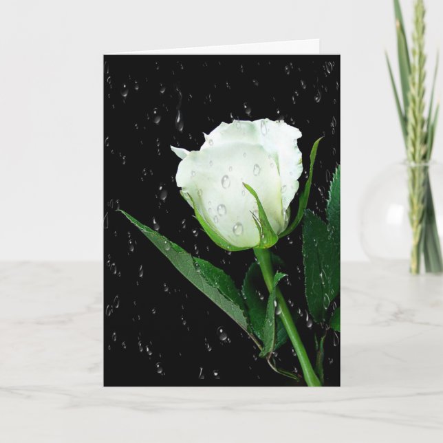 Tarjeta Rosa blanca sobre negro con gotitas de lluvia (Anverso)