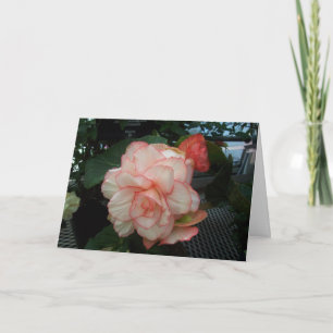 Tarjeta Rosa blanco con el borde rosado
