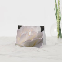 Rosa blanco de ruborización