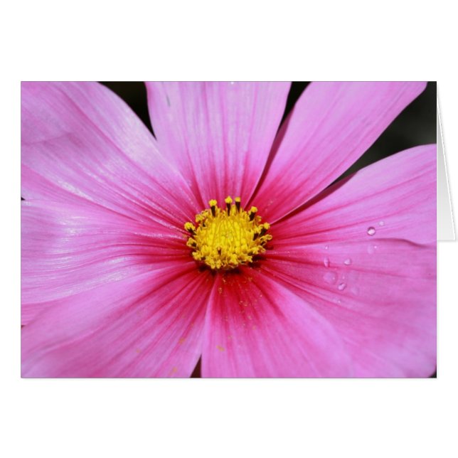 Tarjeta rosa Cosmo Blank (Anverso (Horizontal))