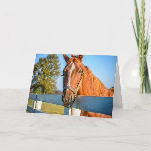 Tarjeta Rosa Crepuscular   Caballo de Carreras Purasangre