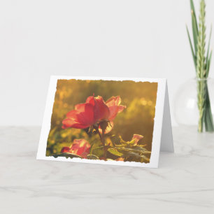 Tarjeta Rosa, cumpleaños
