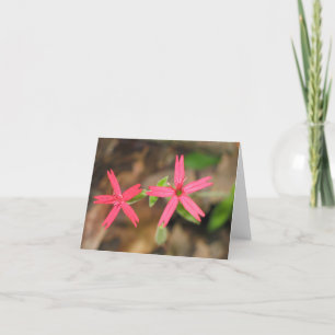 Tarjeta Rosa de fuego - Customized2