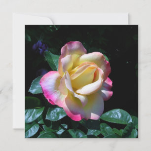 Tarjeta Rosa de jardín de verano