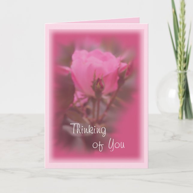Tarjeta Rosa de Knockout rosa - cualquier ocasión (Anverso)