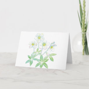 Tarjeta rosa de Navidad, Helleborus niger
