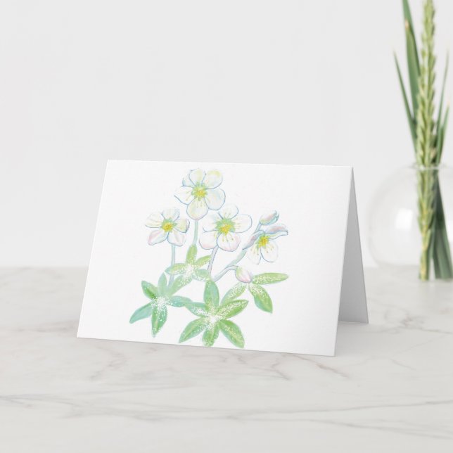 Tarjeta rosa de Navidad, Helleborus niger (Anverso)