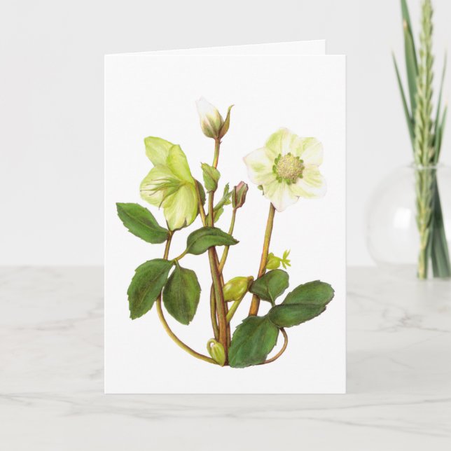 Tarjeta Rosa de navidades (Anverso)