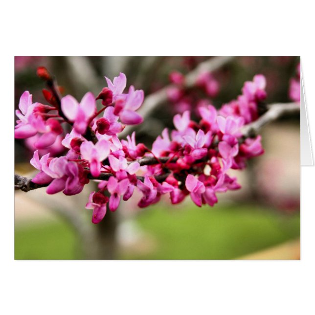 Tarjeta rosa de primavera (Anverso (Horizontal))