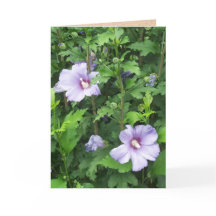 Rosa de Sharon Hibiscus Flowers