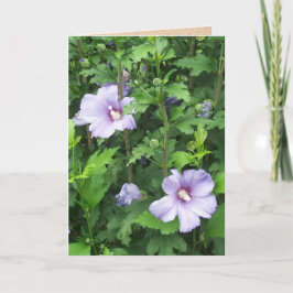 Tarjeta Rosa de Sharon Hibiscus Flowers