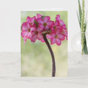 Tarjeta Rosa del desierto en rosa