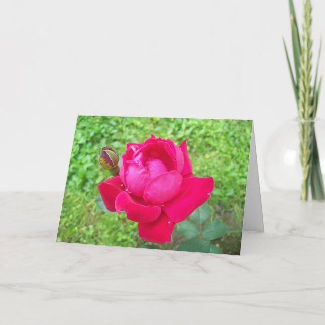 Tarjeta Rosa en flor (Anverso)