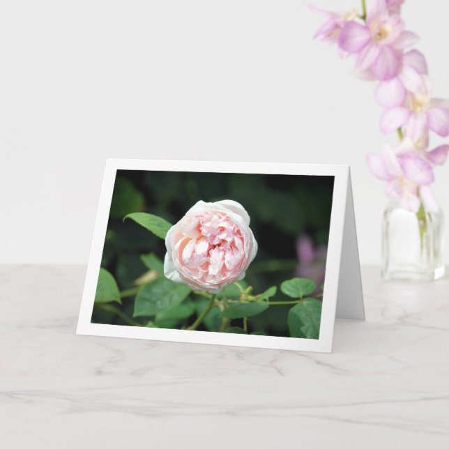 Tarjeta Rosa floral rosa (Orquídea)