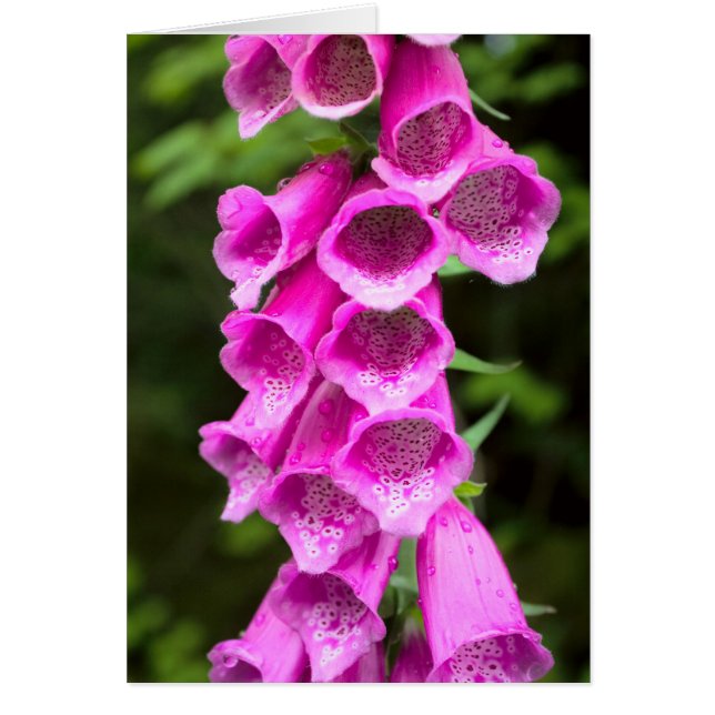 Tarjeta rosa Foxglove Blank (Frente)