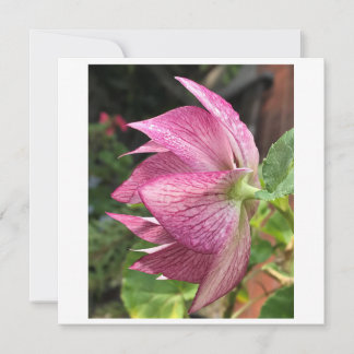 Tarjeta Rosa Hellebore / Navidades