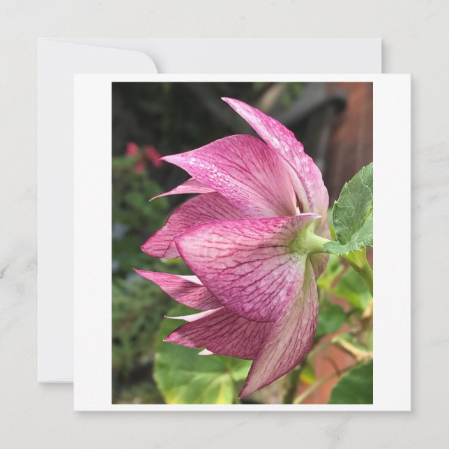 Tarjeta Rosa Hellebore / Navidades (Anverso)