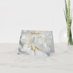 Tarjeta Rosa inglesa blanca primer plano