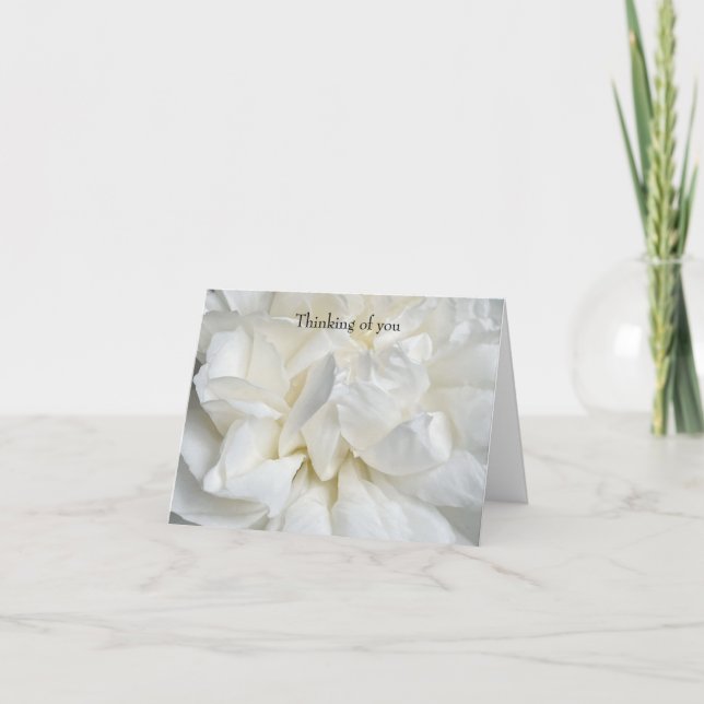Tarjeta Rosa inglesa blanca primer plano (Anverso)