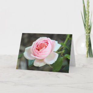 Tarjeta Rosa Joie de Vivre, Roath Park, Cardiff